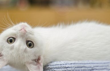 die katzeninseln in japan