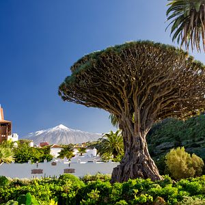 Lanzarote Spanien Kaktusgarten 