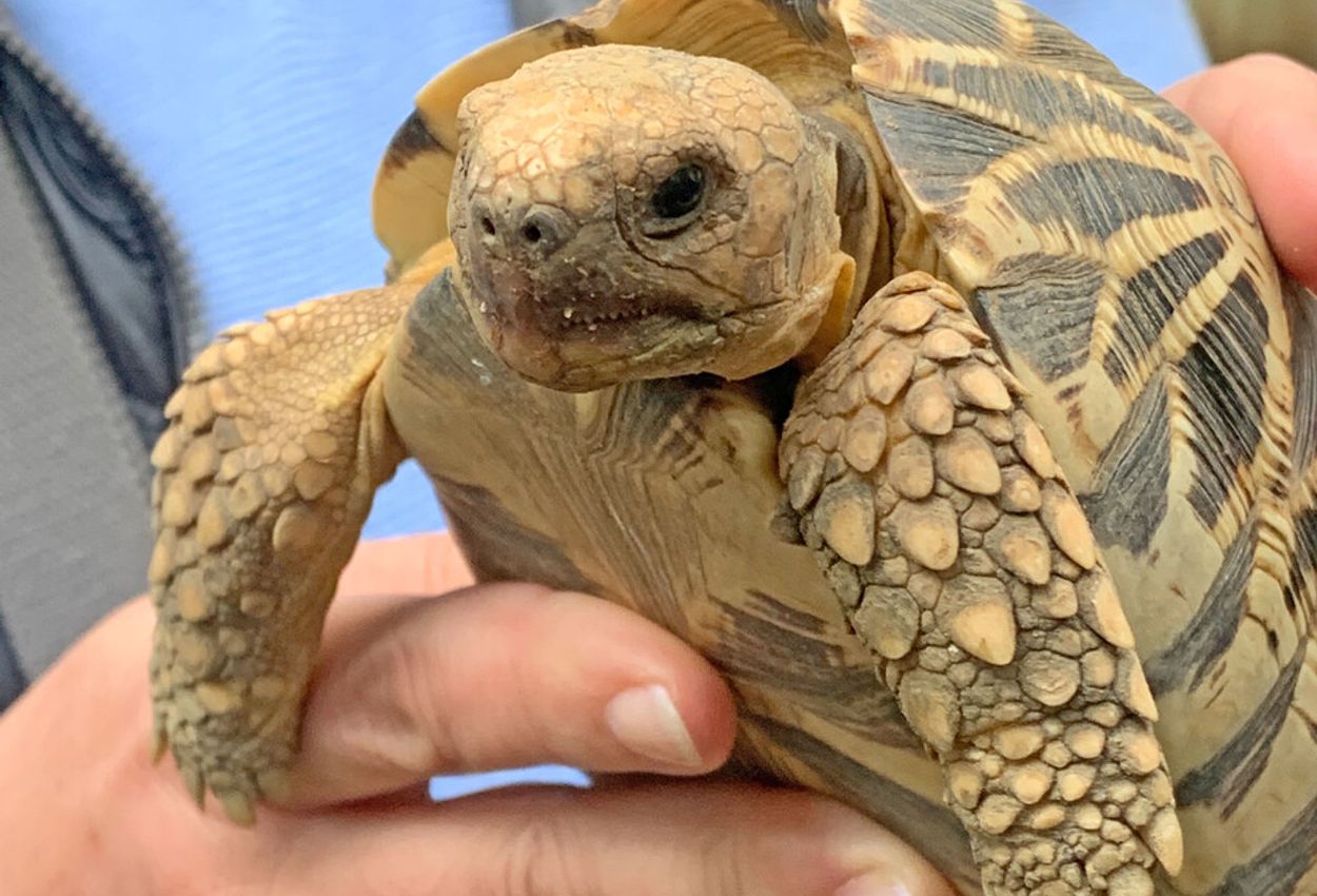 Eine Sternschuildkröte