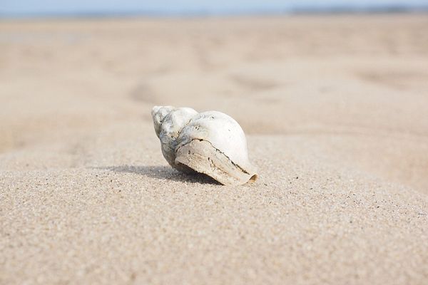 Ein Schneckenhaus am Strand