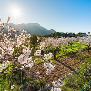 Mallorca Mandelblüte