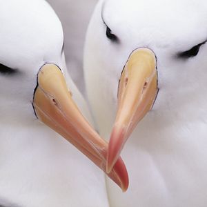 Paradies Bucht Antarktis