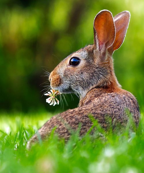 Osterhase