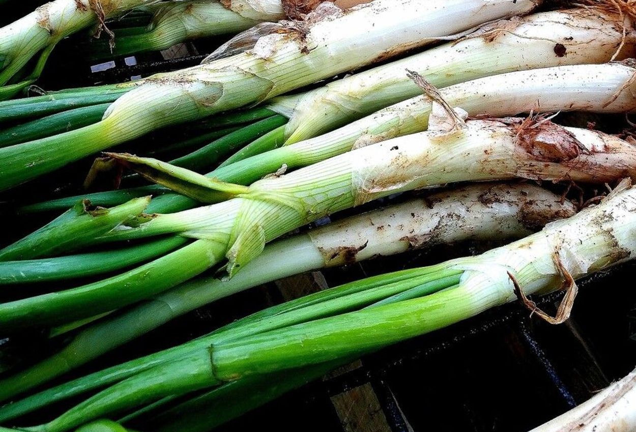Frisch geerntete Calcots, Zwiebeln