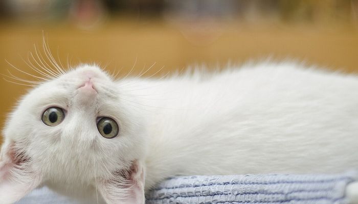 Die Katzeninseln in Japan