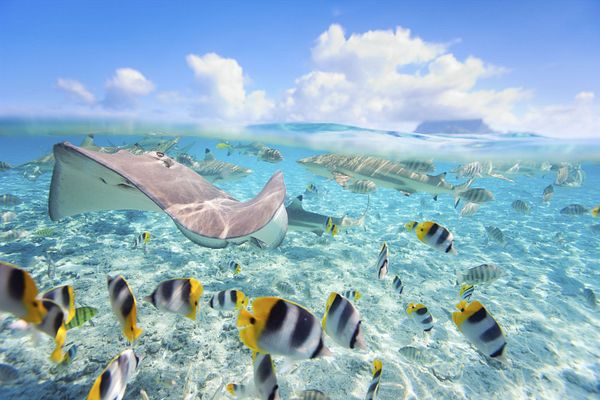 Unterwasserwelt in Bora Bora