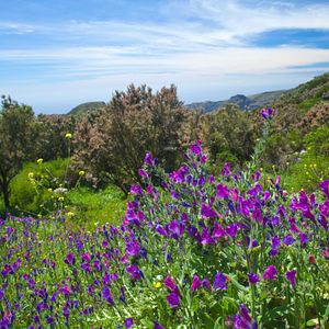 La Gomera Spanien Natur