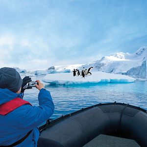 Pinguine Antarktis