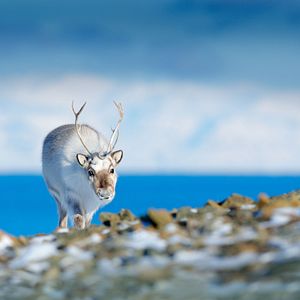 Karibu in Spitzbergen
