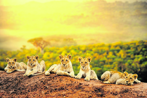 Q:\Destinationen\Südafrika\Tiere\AdobeStock_62139842_©karelnoppe_mio_ztv5.TIF